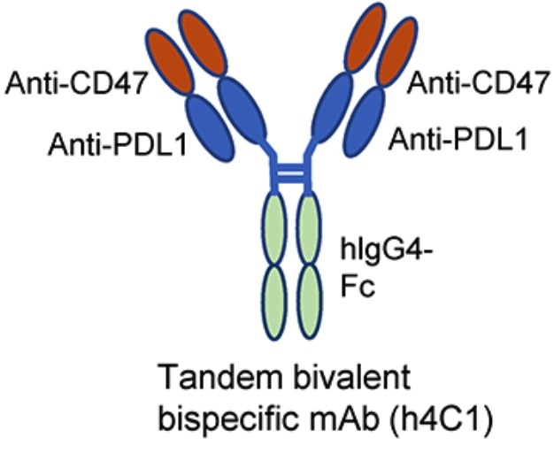 A tandem bispecific that is bivalent for CD47 and PD-L1.