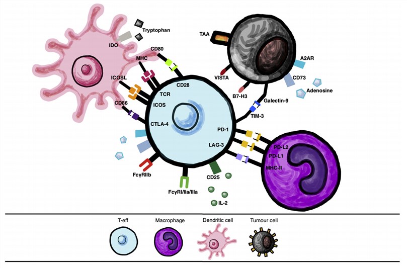 Immune cell interactions via checkpoint molecules and their ligands.