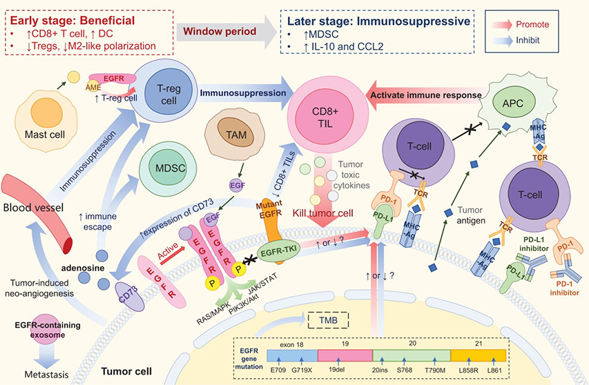 Tumor microenvironment of EGFR-mutant NSCLC.
