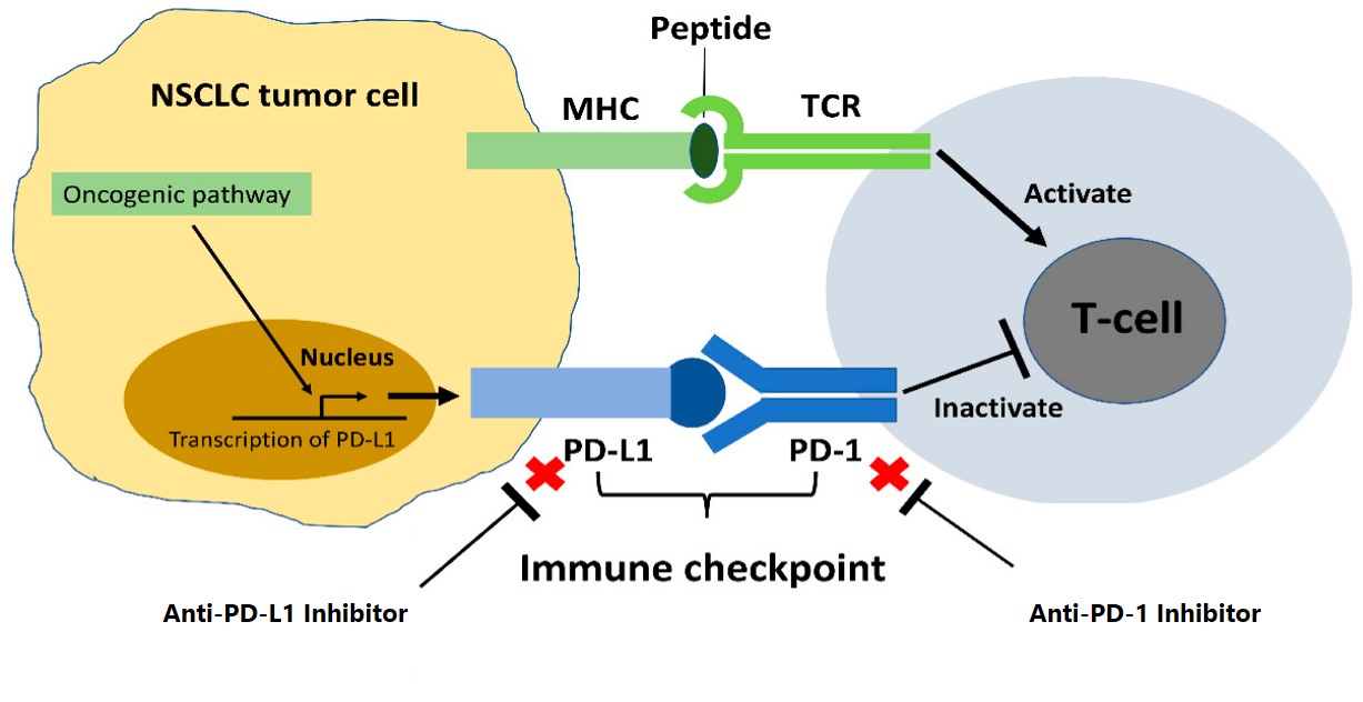 PD-1/PD-L1 immune checkpoint in NSCLC.