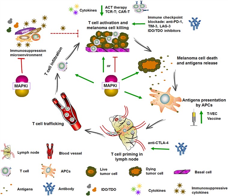 Targeted therapy and immunotherapy in the cancer-immunity cycle.