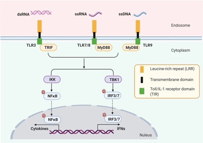 Toll-like receptors (TLRs) mediated signal transduction pathway.