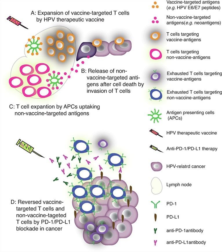 Mechanisms of cancer vaccines and checkpoint blockade.