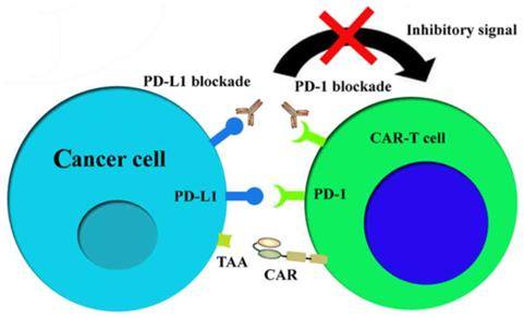 Mechanism of action of CAR-T with PD-1/PD-L1 blockade.