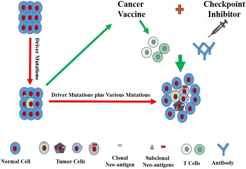 Cancer vaccines can be put to application in combination with immune checkpoint inhibitors.