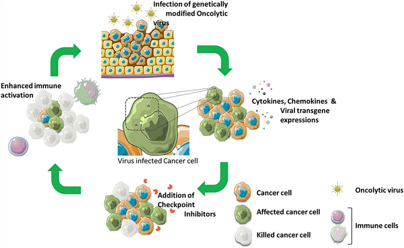 Oncolytic viruses stimulate the tumor microenvironment and synergize with ICI.