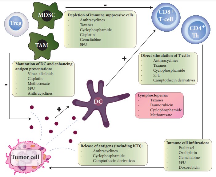 Immunomodulatory effects of chemotherapy. 