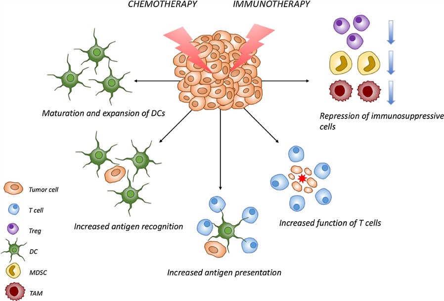 Principal effects of ICI-based immunotherapy combined with chemotherapy on the host immune system.