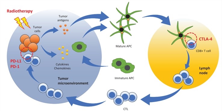 Radiation priming of a tumor-specific immune response and opportunities for combination approaches with ICB immunotherapy.