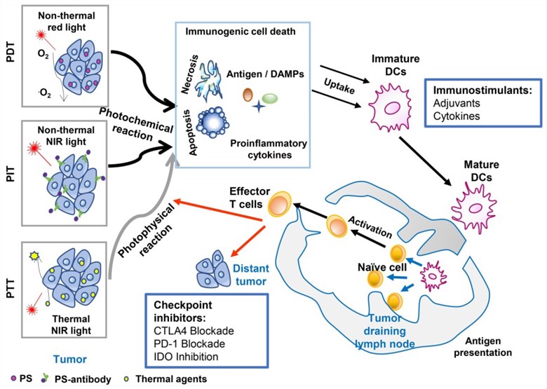An overview of cancer treatment using the combination of phototherapy and immunotherapy.