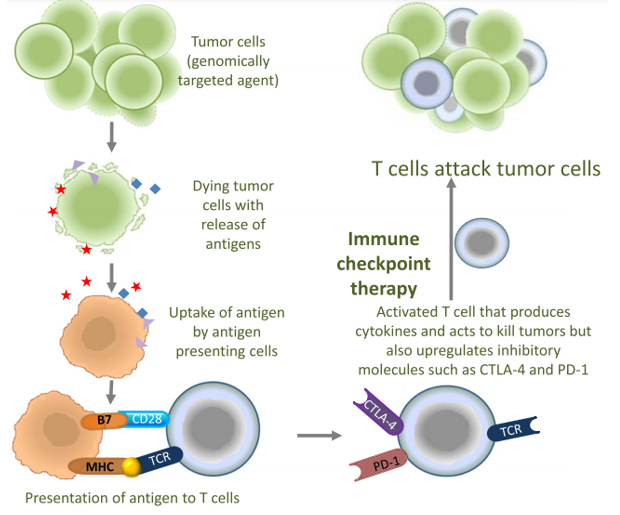 Combination therapy of immune checkpoint inhibitors with conventional therapies may enhance antitumor responses.