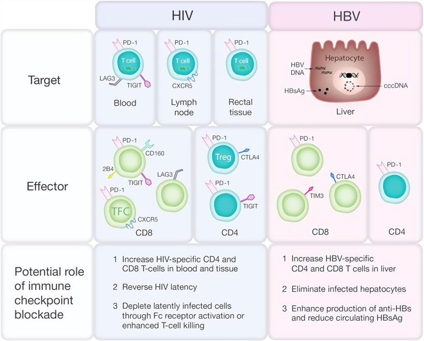 Immune checkpoint protein expression in HIV/HBV infection.