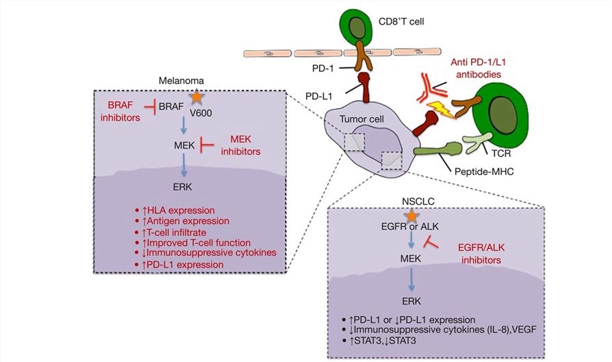 The biological rationale behind combining immune checkpoint blockade with targeted therapies in melanoma and NSCLC. 