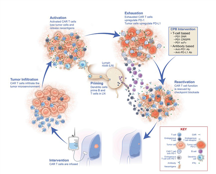 Mechanisms of the rescue of CAR T cell exhaustion with checkpoint blockade.