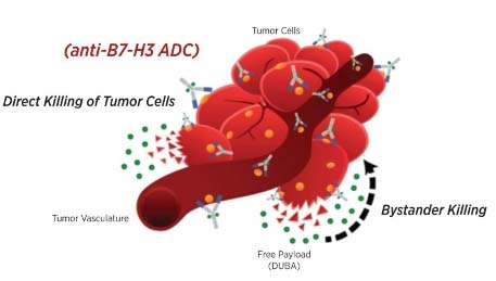 A duocarmycin-based antibody–drug conjugate targeting B7-H3 for solid cancer.