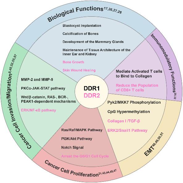 Regulatory mechanisms of DDR1/DDR2 in biological development, immunomodulation, cancer cell proliferation, invasion/migration and epithelial to mesenchymal transition.