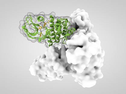 Immune-Checkpoint-Targeted-Small-Molecule-Drug-Development-1.jpg