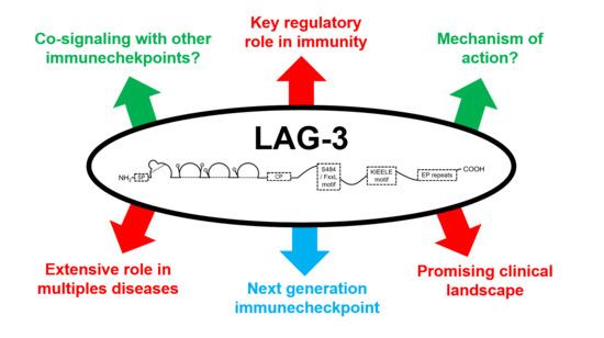 Understanding LAG-3 signaling.