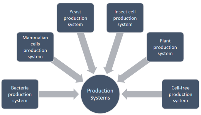 Production and Manufacture of Immune Checkpoint Antibody-1