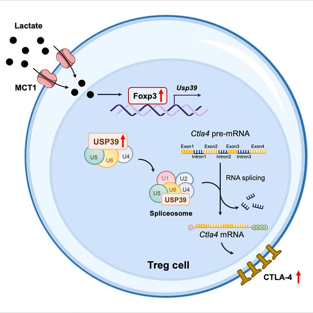 Lactate modulates RNA splicing to promote CTLA-4 expression in tumor-infiltrating regulatory T cells. (Ding, Rui, et al., 2024)
