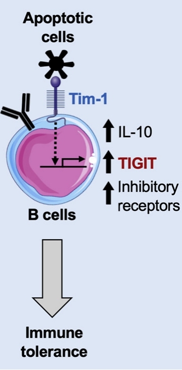 Tim-1, a phosphatidylserine receptor expressed on B cells.
