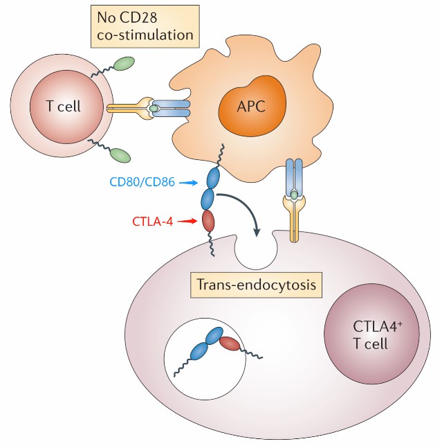Trans-endocytosis of CTLA-4.