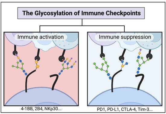 The glycosylation of immune checkpoints.