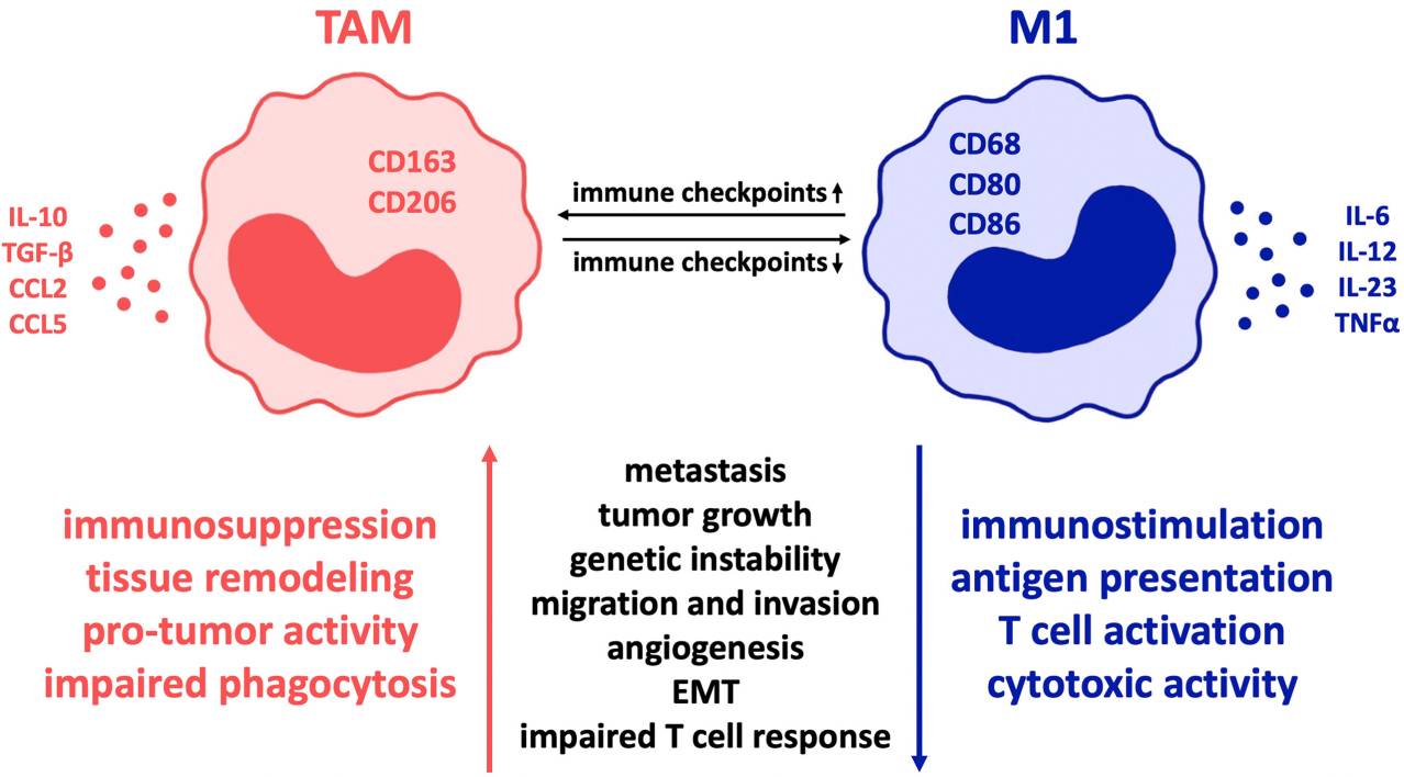 Fig.1 Influence of co-regulatory immune checkpoint molecules on macrophage polarization in cancer. (Brom, 2022)