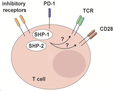 SHP-2 and redundant mechanisms in T cell inhibitory receptor signaling. (Niogret, Charlène, et al., 2019)
