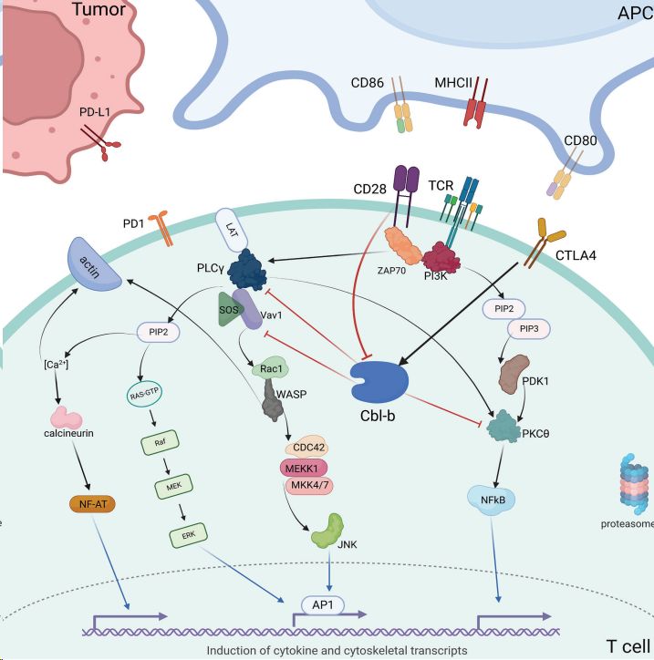 Depiction of intracellular Cbl-b signaling in the tumor microenvironment. (Augustin, Ryan C., et al., 2023)