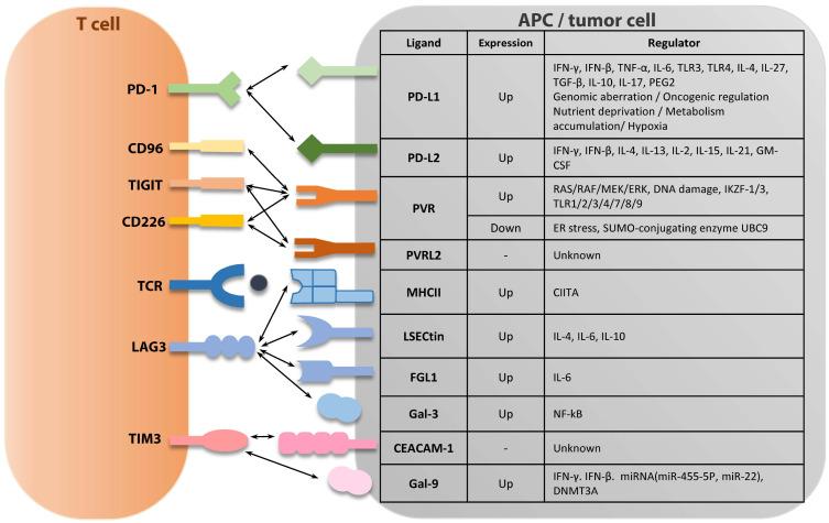 Multiple immune checkpoint receptor-ligand interactions between T cells and APCs or tumor cells.