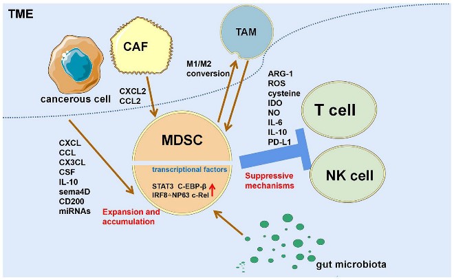 Overview of MDSC accumulation, migration, and functional pathways in the TME.