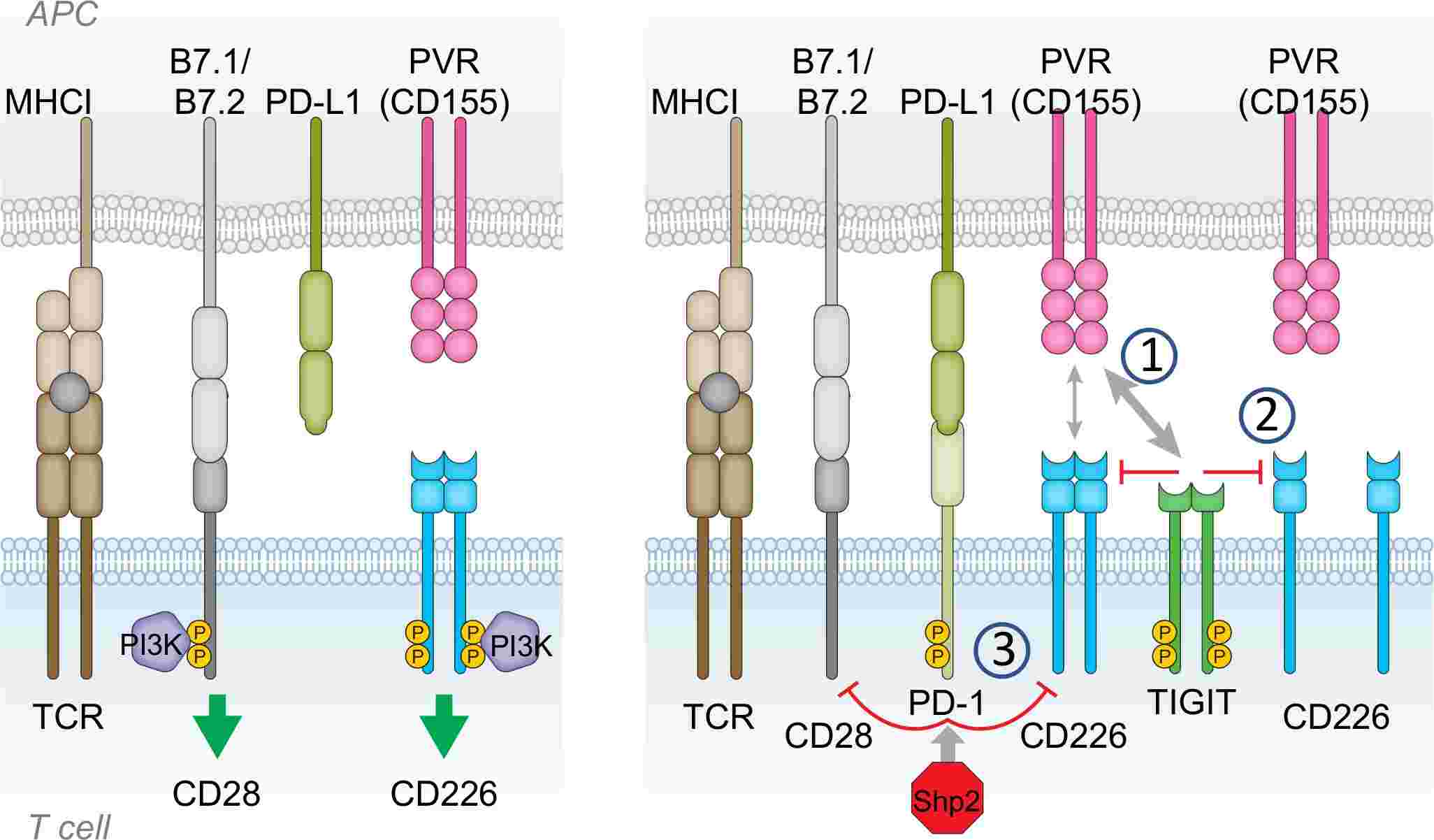 Fig. 1 Mechanisms of T cell immunoreceptor with TIGIT inhibition of CD226. (Chiang and Ira, 2022)