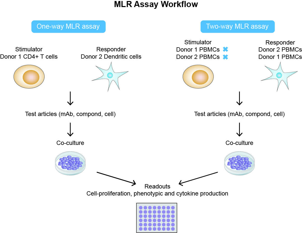One way and two way MLR assay workflow. (Creative Biolabs)