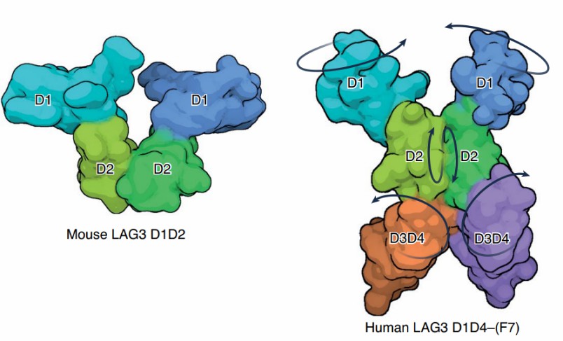 Comparison of the crystal structures of mouse LAG3 dimer including domains D1 and D2 (left), and human LAG3 dimer including domains D1–D4 (right) from the LAG3 complex structure with F7 scFv. (Petersen Jan and Jamie Rossjohn, 2022)
