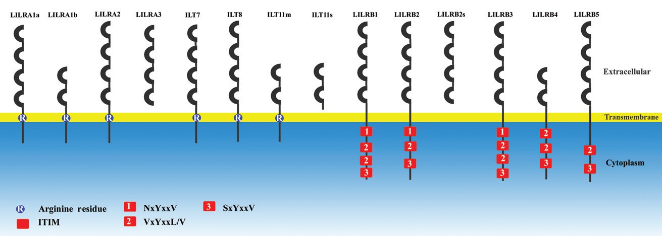 Fig. 1 Schematic diagram of the LILR family. (Brown, 2004)