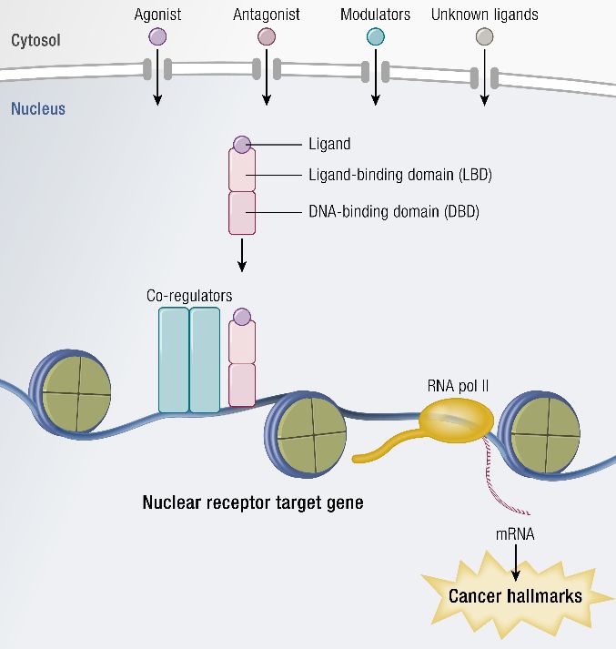 NR signaling pathways in cancer biology. (Zhao, Linjie, et al., 2019)