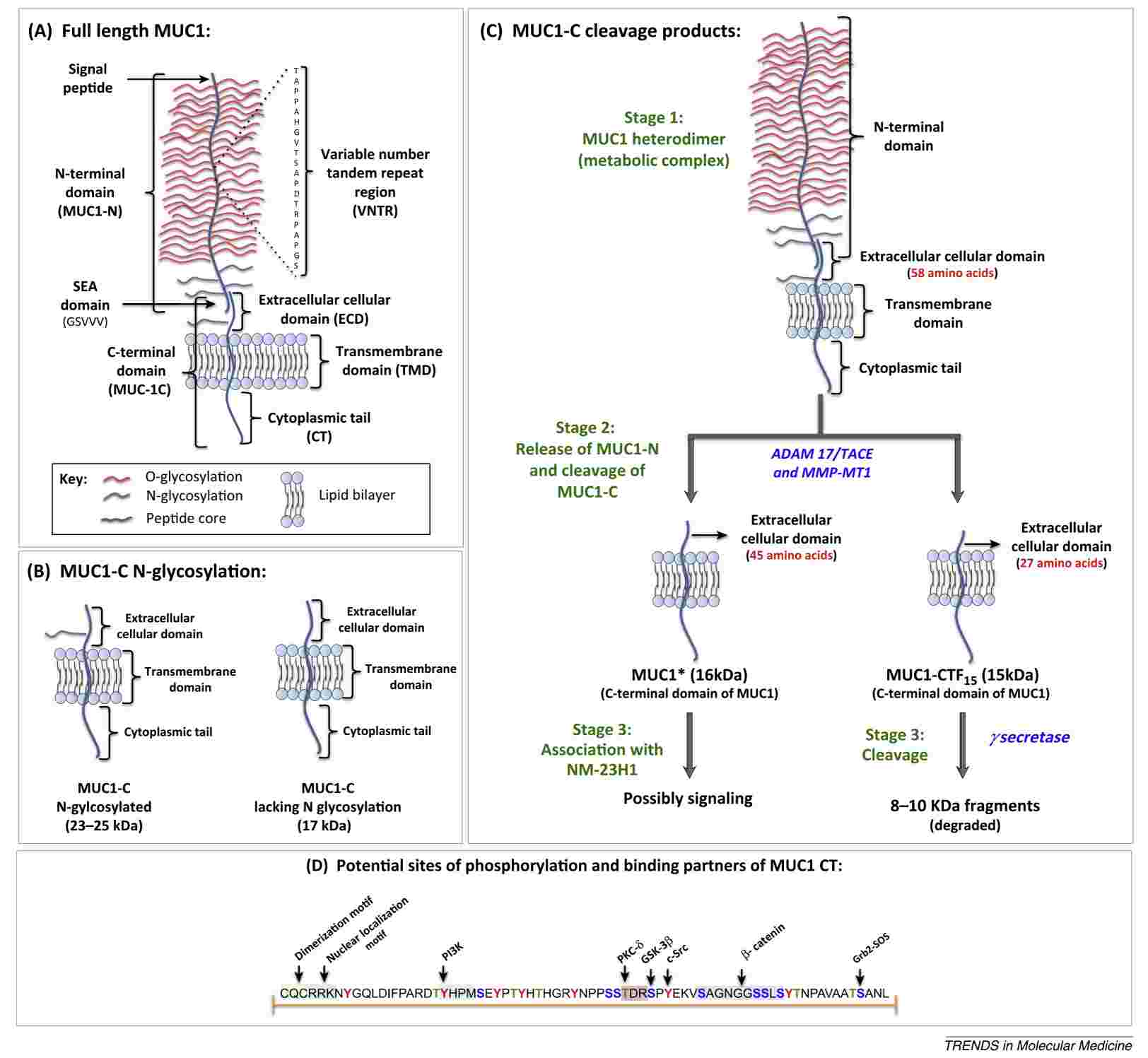 Fig. 1 The structure and potential binding motifs of MUC1. (Nath and Pinku, 2014)